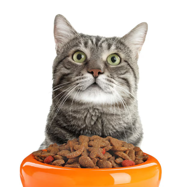 Cat Food & Treats