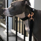 Dog Collar and Leash, Velvet Dog Collar and Leash Set, Soft & Comfy, Adjustable Collars for Dogs