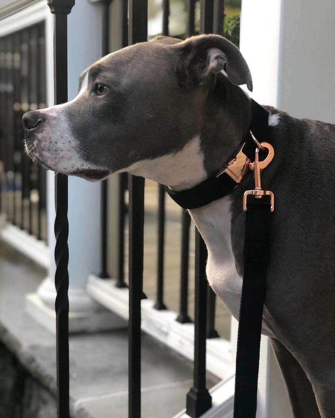 Dog Collar and Leash, Velvet Dog Collar and Leash Set, Soft & Comfy, Adjustable Collars for Dogs