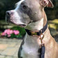 Dog Collar and Leash, Velvet Dog Collar and Leash Set, Soft & Comfy, Adjustable Collars for Dogs
