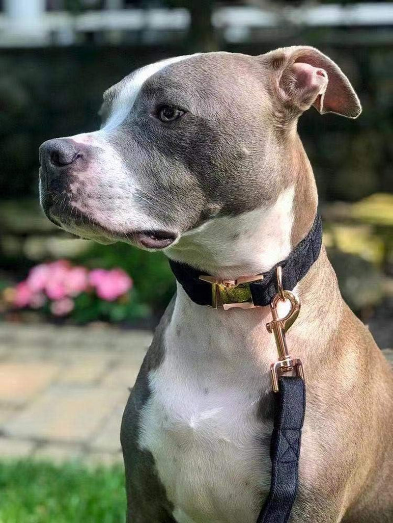 Dog Collar and Leash, Velvet Dog Collar and Leash Set, Soft & Comfy, Adjustable Collars for Dogs